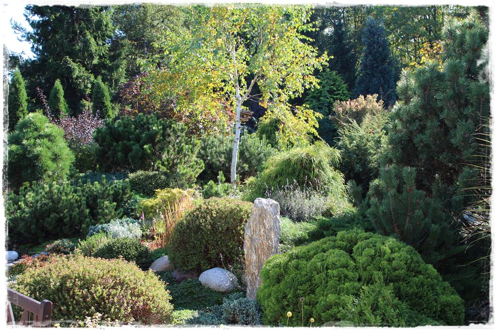 Rabata z iglakami 6d Rabata z iglakami 6d