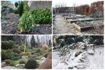 Styczeń w ogrodzie 0