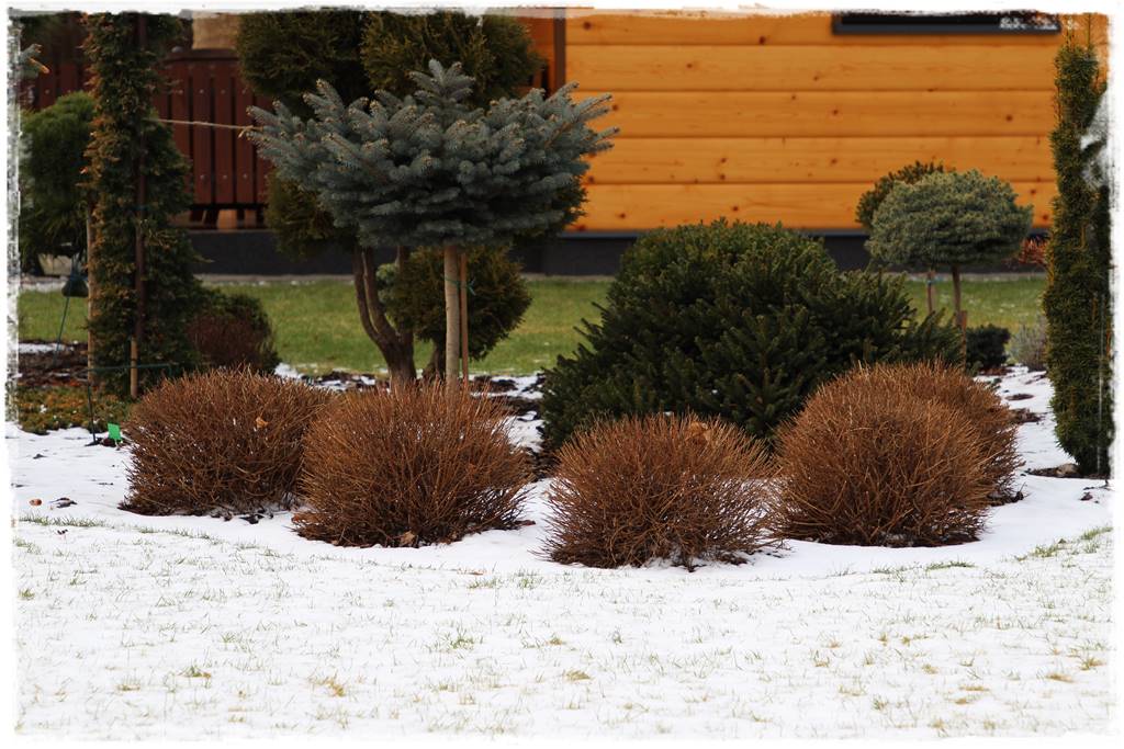 Styczeń w ogrodzie 13 Styczeń w ogrodzie 13