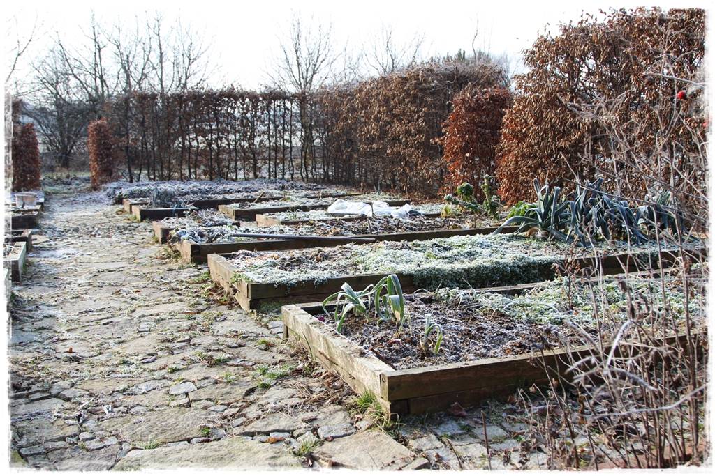 Styczeń w ogrodzie 15