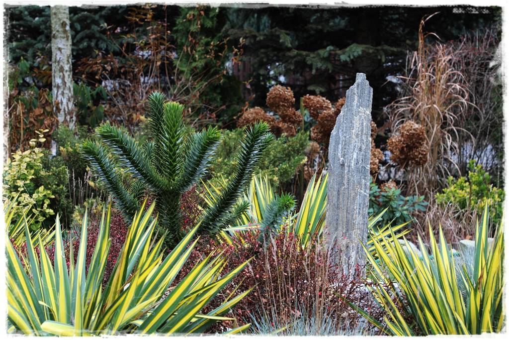 Styczeń w ogrodzie 6