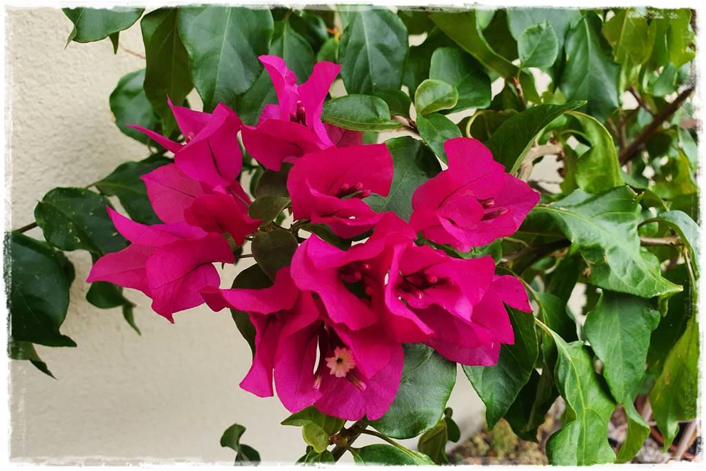 Zalety stałego zadaszenia tarasu 5c Zalety stałego zadaszenia tarasu 5c