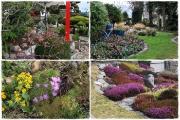 Zimowe kwiaty w ogrodzie 0