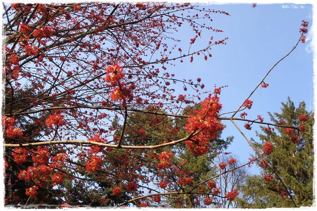 Zimowe kwiaty w ogrodzie 1 Zimowe kwiaty w ogrodzie 1