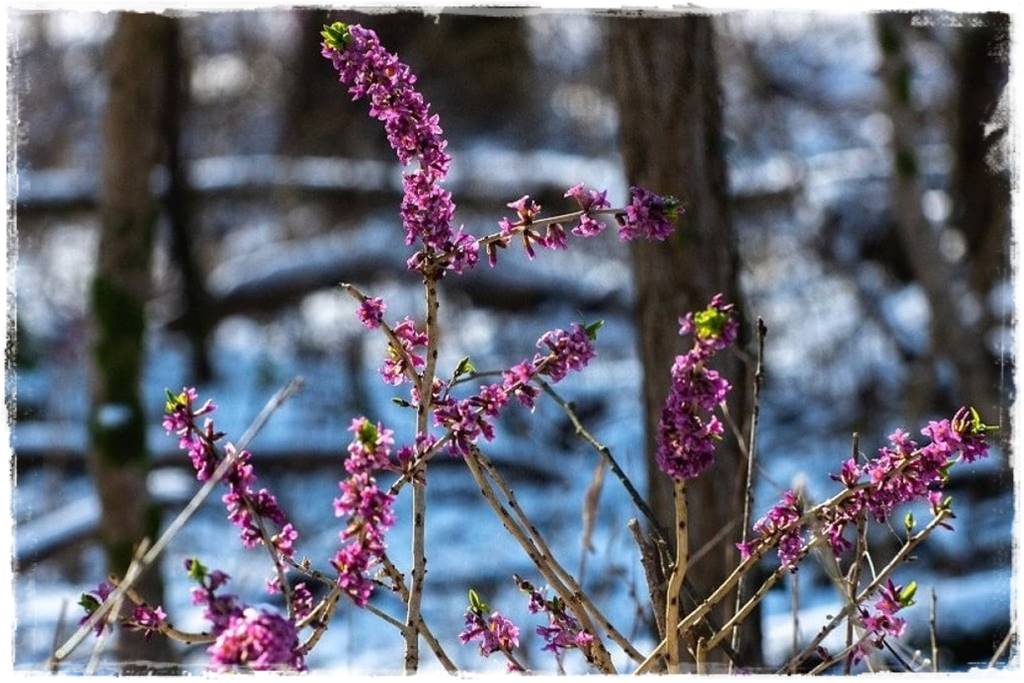 Zimowe kwiaty w ogrodzie 10 Zimowe kwiaty w ogrodzie 10