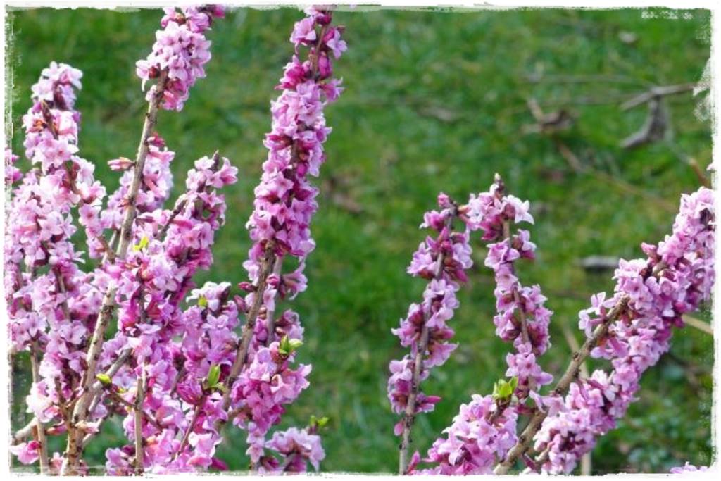 Zimowe kwiaty w ogrodzie 10a Zimowe kwiaty w ogrodzie 10a