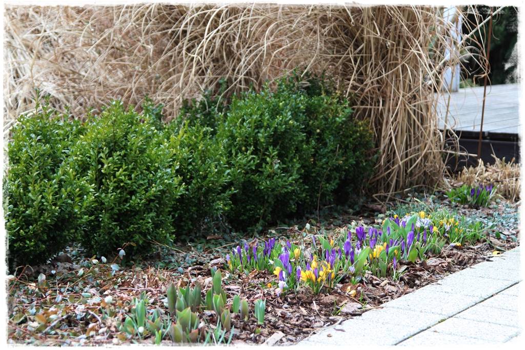 Zimowe kwiaty w ogrodzie 11 Zimowe kwiaty w ogrodzie 11