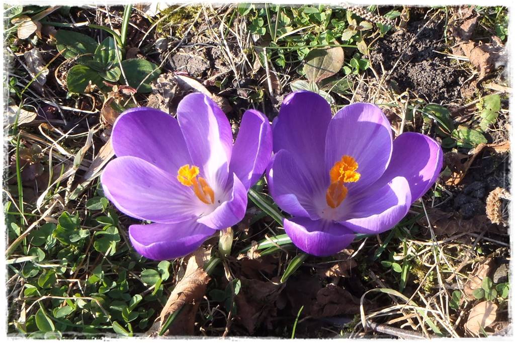 Zimowe kwiaty w ogrodzie 11b Zimowe kwiaty w ogrodzie 11b