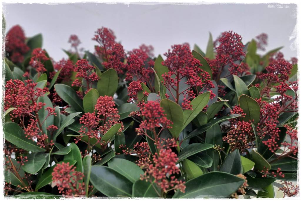 Zimowe kwiaty w ogrodzie 12