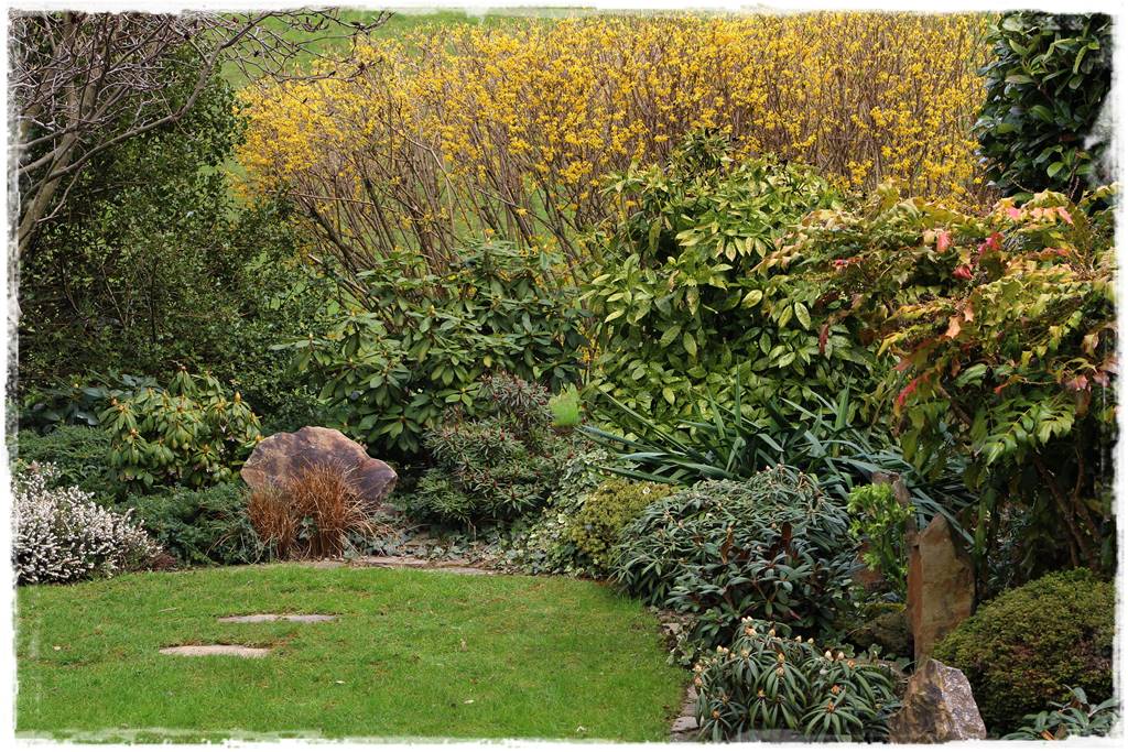 Zimowe kwiaty w ogrodzie 13