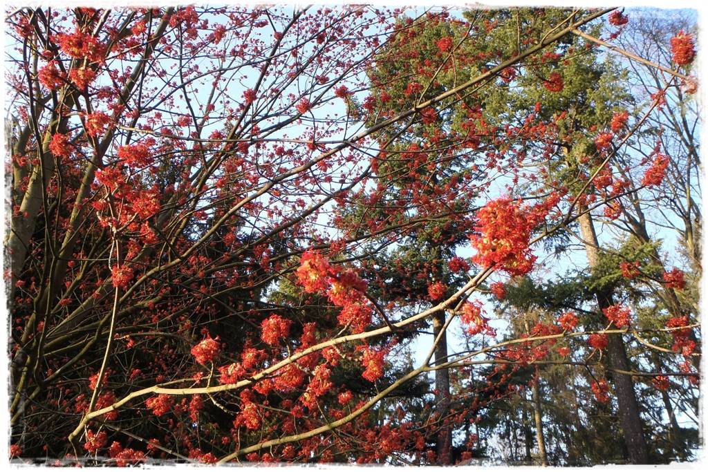 Zimowe kwiaty w ogrodzie 1a Zimowe kwiaty w ogrodzie 1a