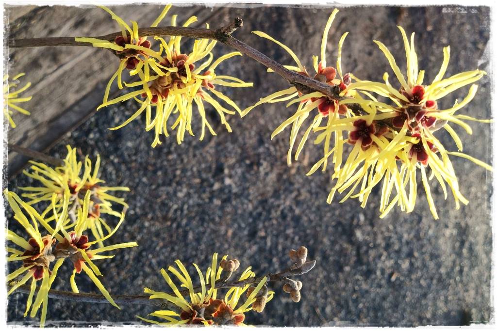 Zimowe kwiaty w ogrodzie 1b Zimowe kwiaty w ogrodzie 1b