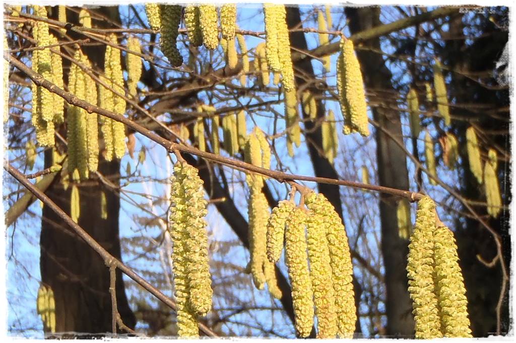 Zimowe kwiaty w ogrodzie 2 Zimowe kwiaty w ogrodzie 2