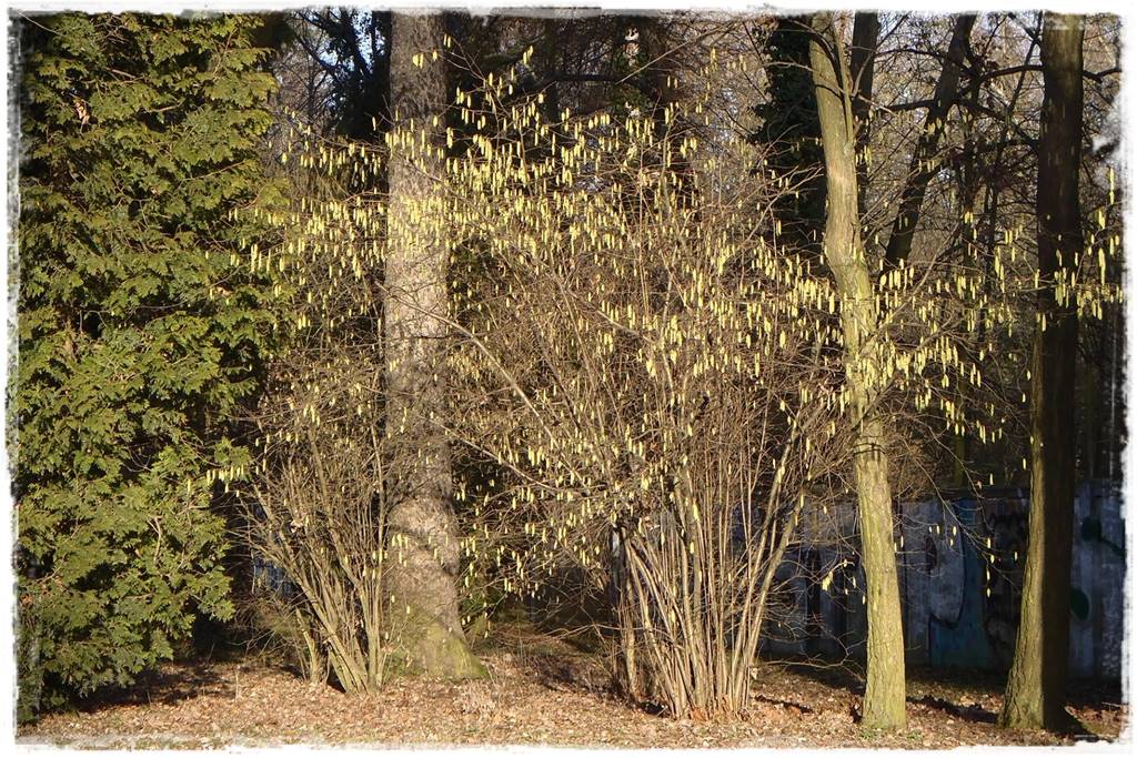 Zimowe kwiaty w ogrodzie 2a Zimowe kwiaty w ogrodzie 2a