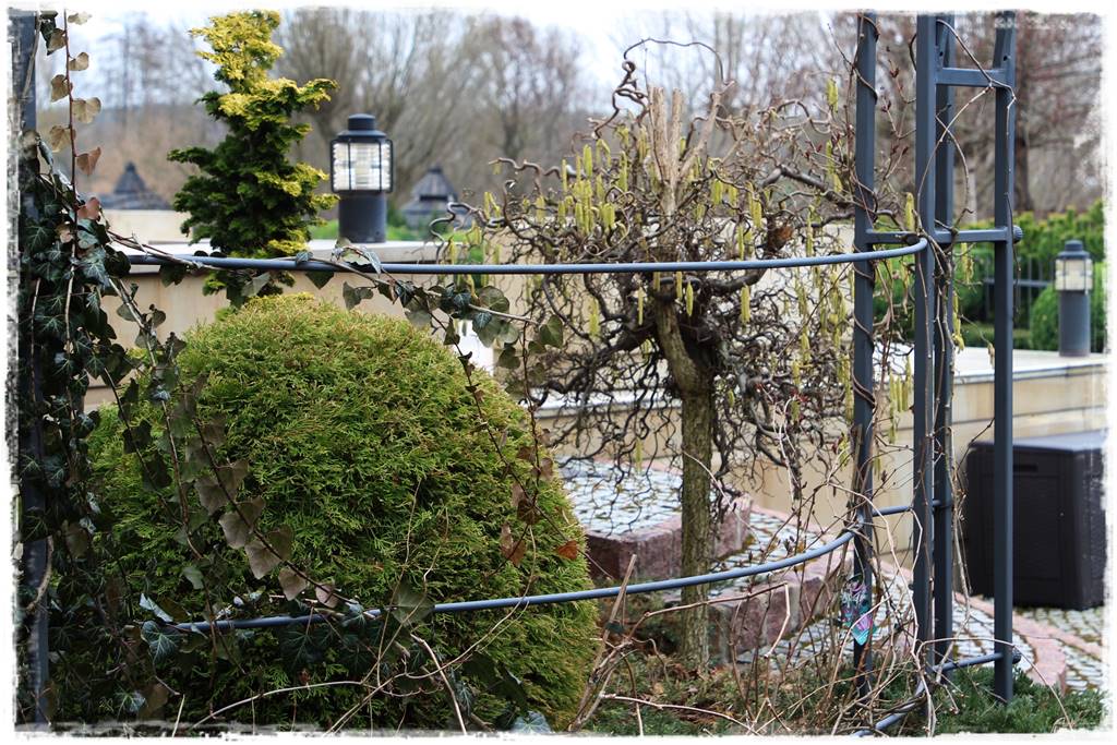 Zimowe kwiaty w ogrodzie 2b Zimowe kwiaty w ogrodzie 2b