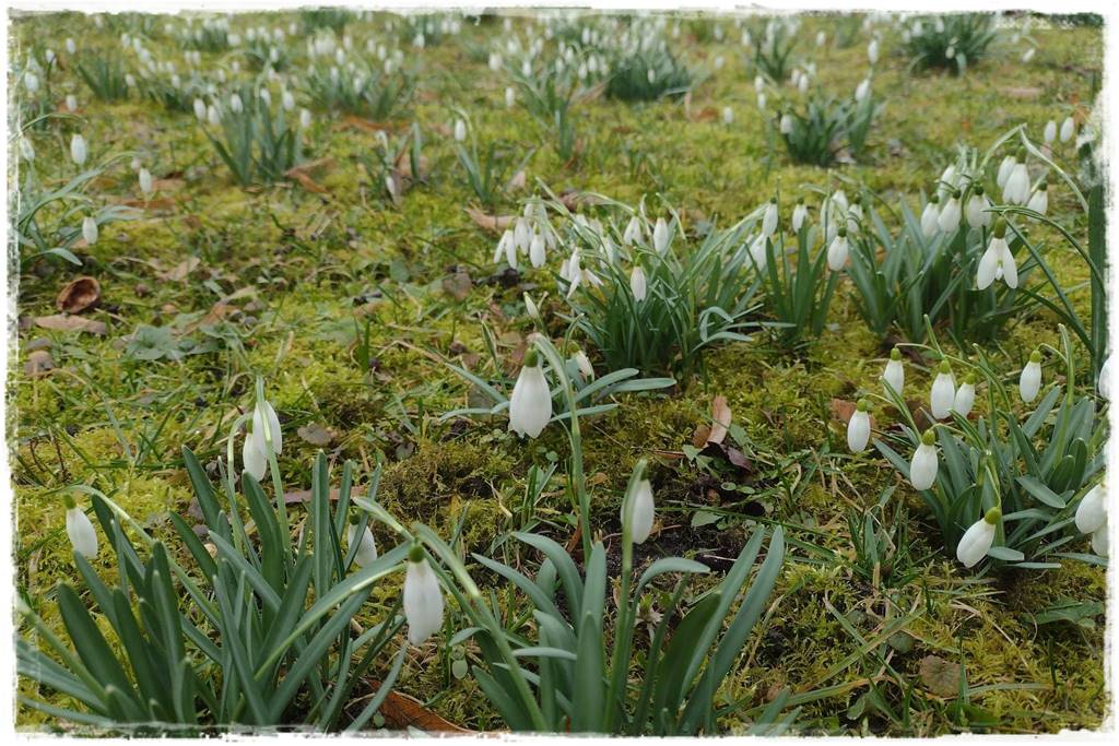 Zimowe kwiaty w ogrodzie 3 Zimowe kwiaty w ogrodzie 3