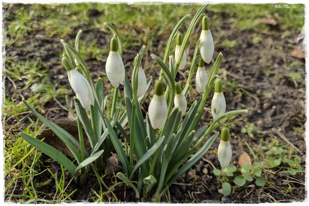 Zimowe kwiaty w ogrodzie 3a Zimowe kwiaty w ogrodzie 3a