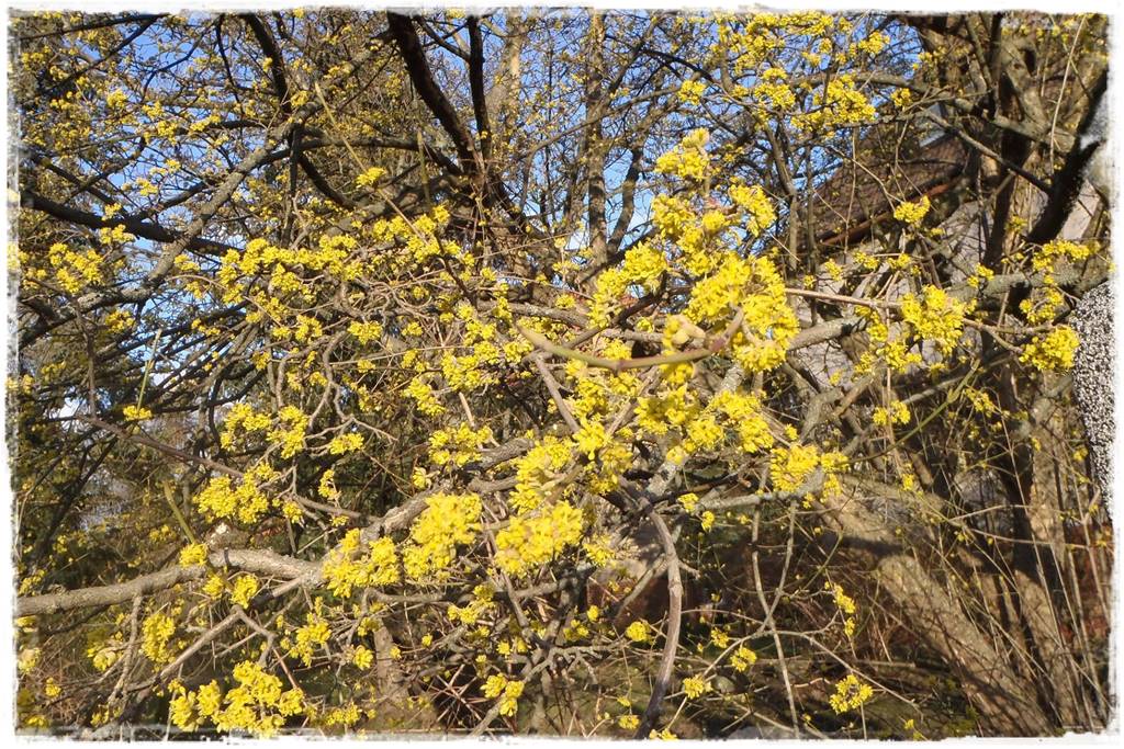 Zimowe kwiaty w ogrodzie 4 Zimowe kwiaty w ogrodzie 4