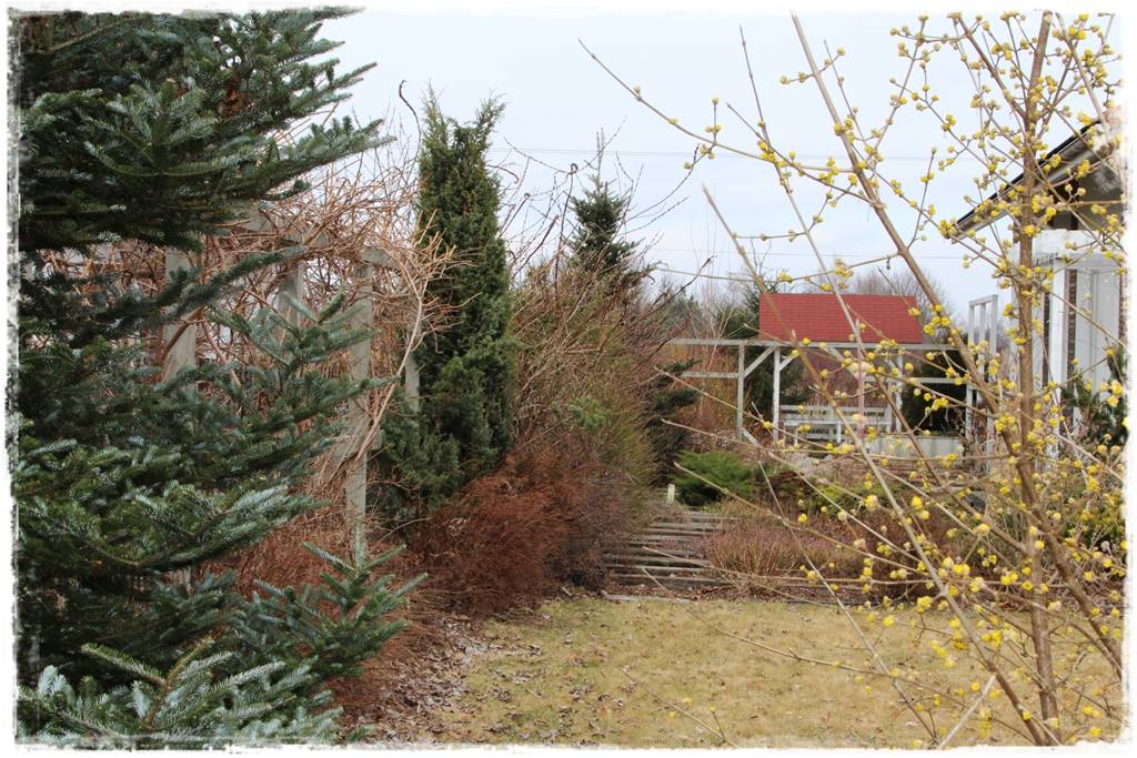 Zimowe kwiaty w ogrodzie 4a Zimowe kwiaty w ogrodzie 4a