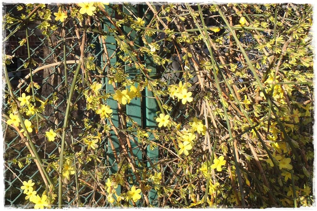 Zimowe kwiaty w ogrodzie 5 Zimowe kwiaty w ogrodzie 5