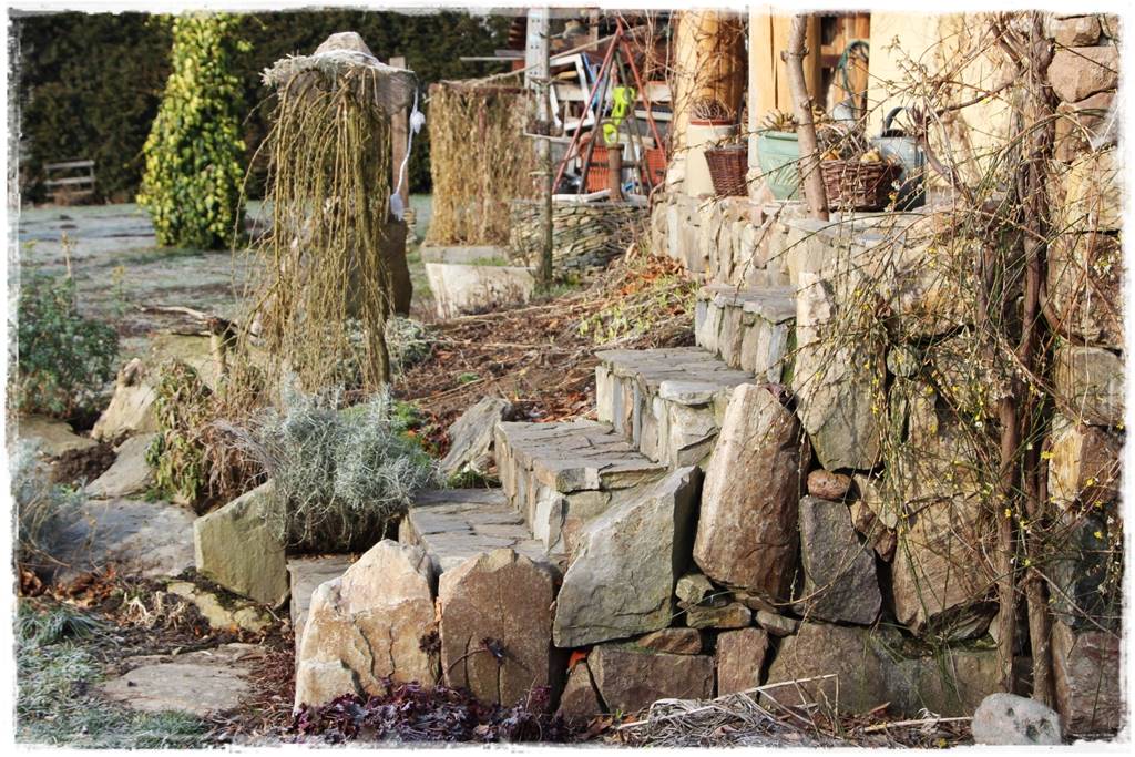 Zimowe kwiaty w ogrodzie 5a Zimowe kwiaty w ogrodzie 5a