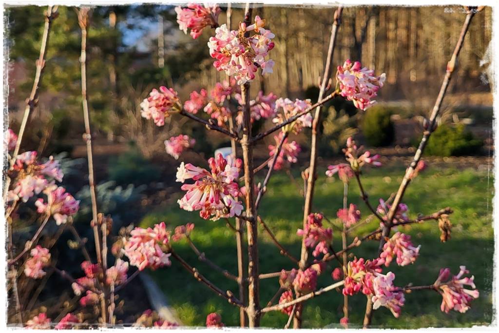 Zimowe kwiaty w ogrodzie 7 Zimowe kwiaty w ogrodzie 7