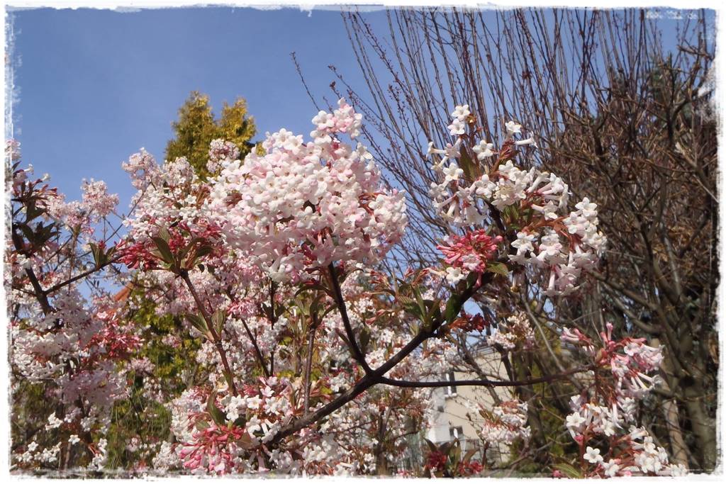 Zimowe kwiaty w ogrodzie 7a Zimowe kwiaty w ogrodzie 7a