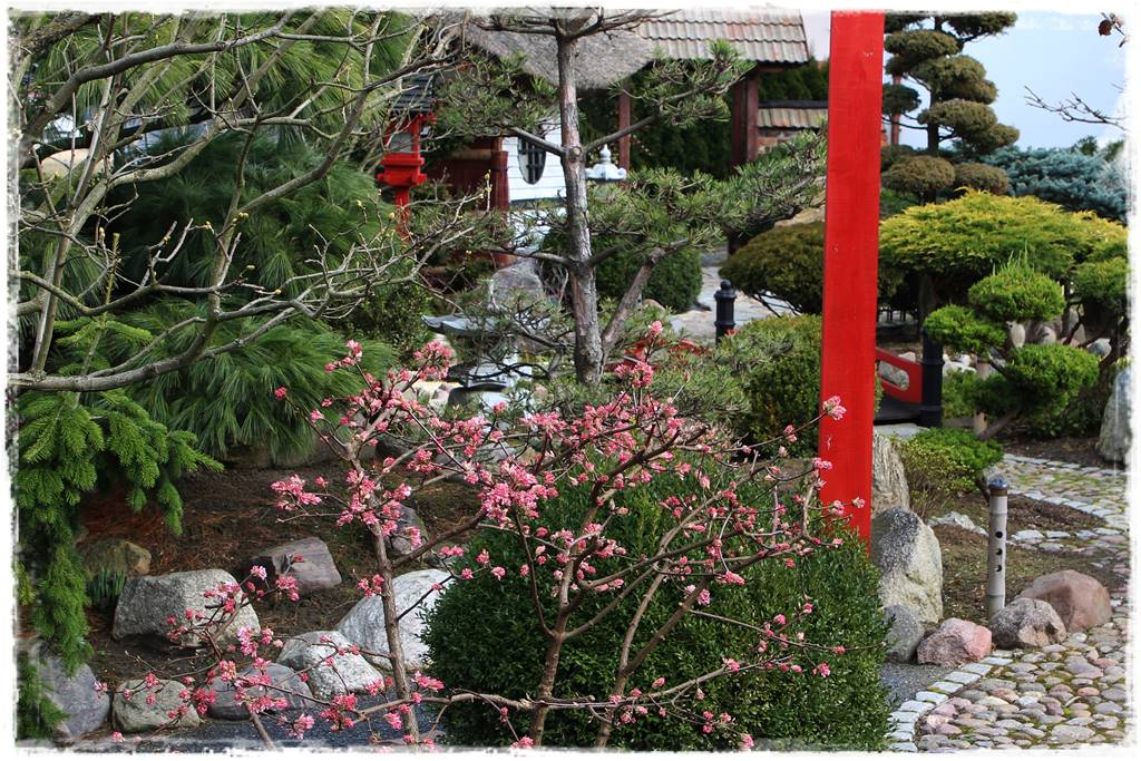 Zimowe kwiaty w ogrodzie 7b Zimowe kwiaty w ogrodzie 7b