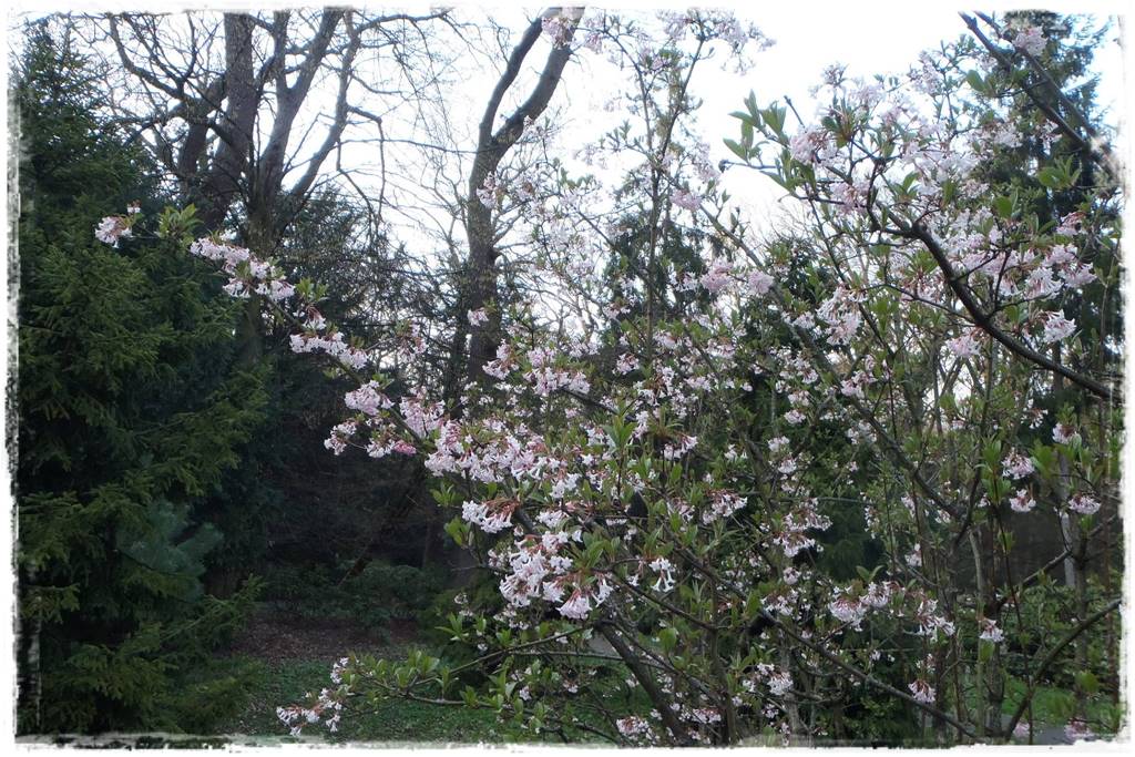 Zimowe kwiaty w ogrodzie 7c Zimowe kwiaty w ogrodzie 7c