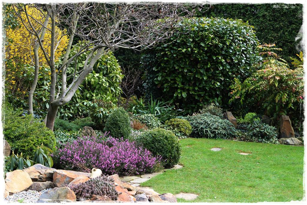 Zimowe kwiaty w ogrodzie 8b Zimowe kwiaty w ogrodzie 8b