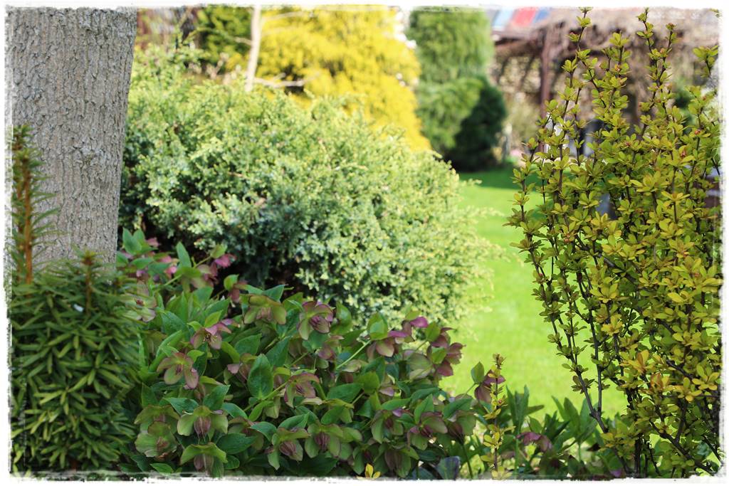 Zimowe kwiaty w ogrodzie 9b Zimowe kwiaty w ogrodzie 9b