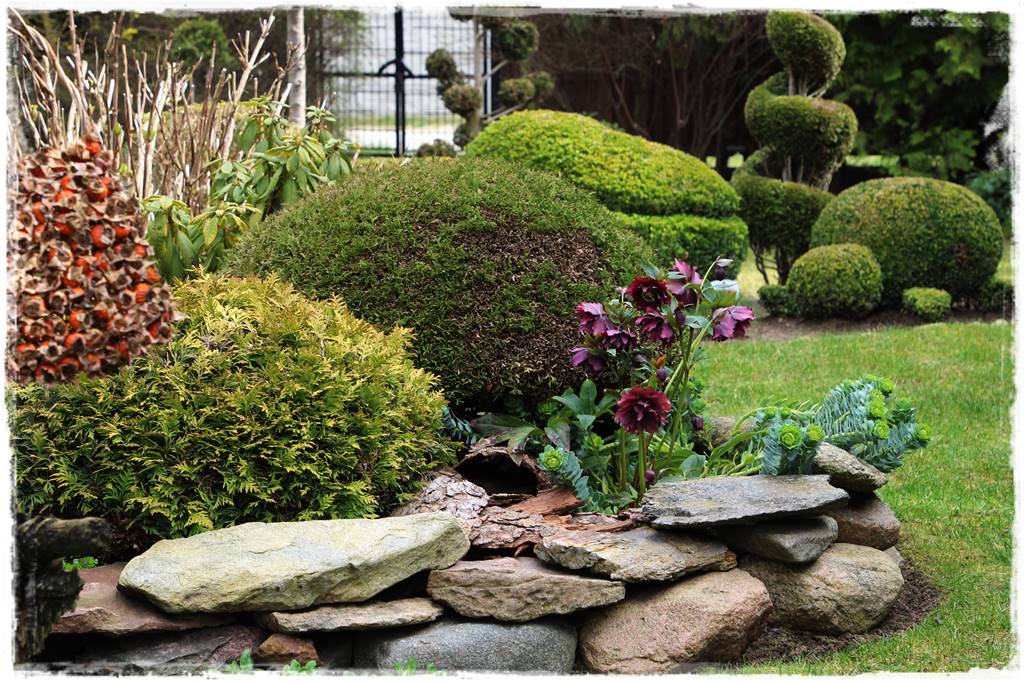 Zimowe kwiaty w ogrodzie 9d Zimowe kwiaty w ogrodzie 9d