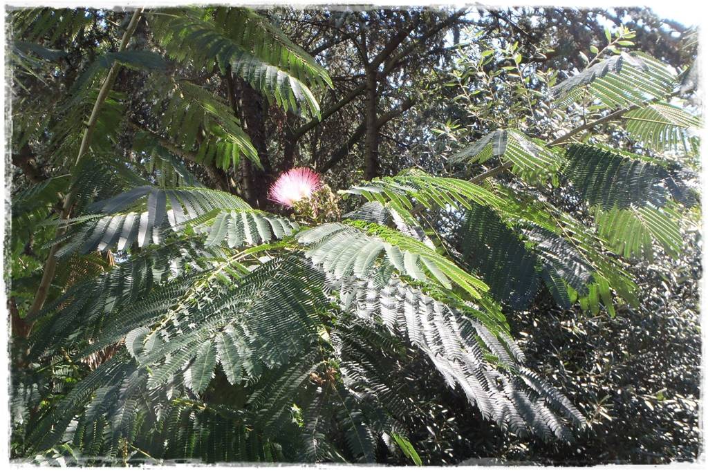 pomysł na mały ogród 7a pomysł na mały ogród 7a