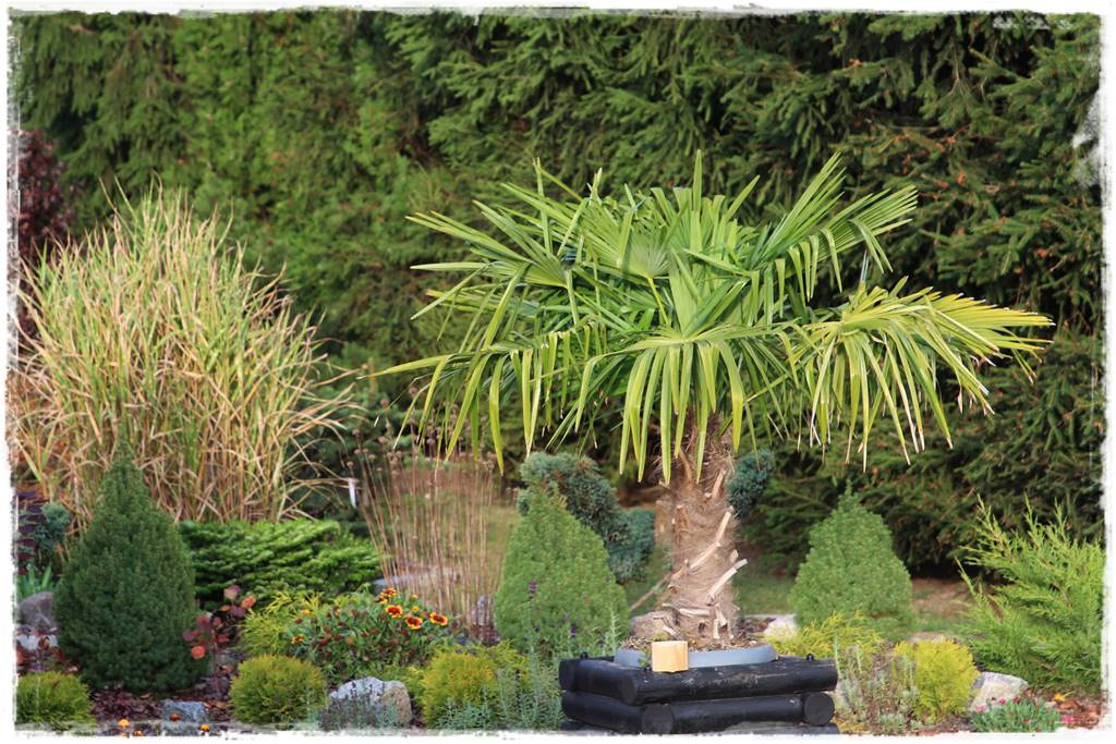 pomysł na mały ogród 7c pomysł na mały ogród 7c