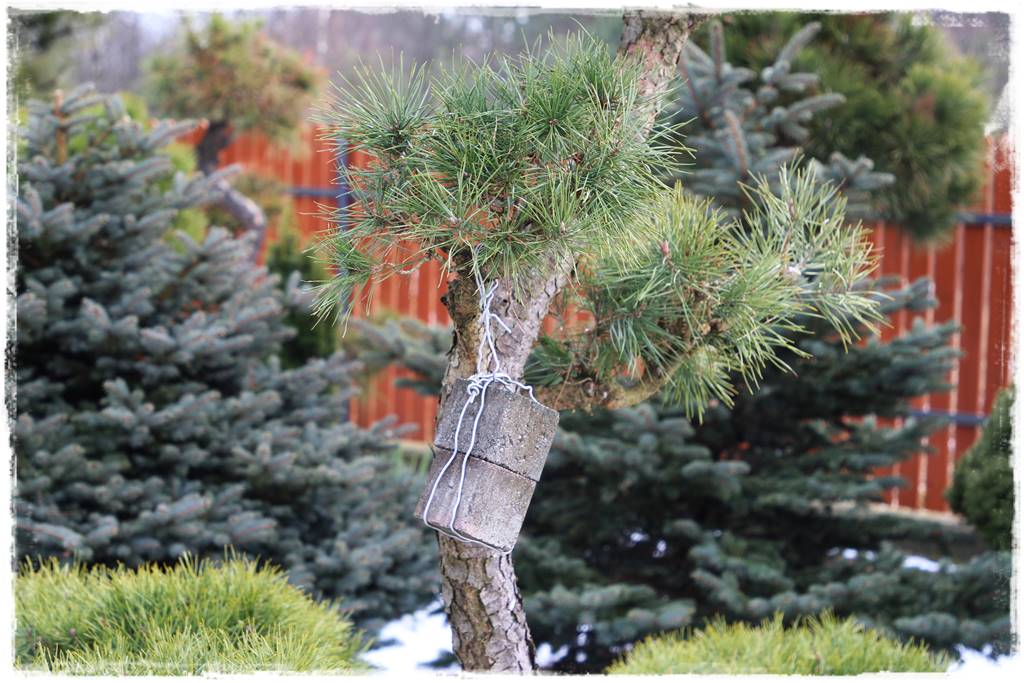 pomysł na mały ogród 8a pomysł na mały ogród 8a