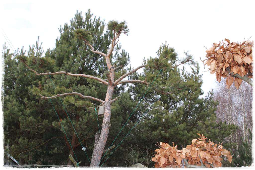 pomysł na mały ogród 8b pomysł na mały ogród 8b