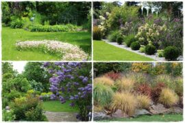 rośliny łatwe w uprawie 0