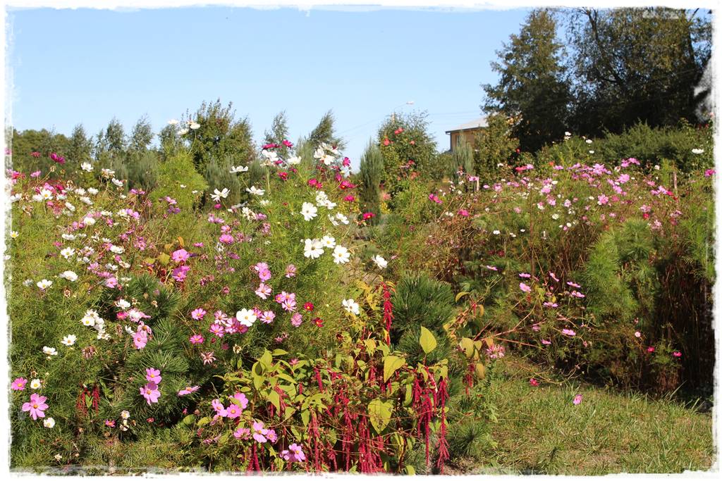 rośliny łatwe w uprawie 1b rośliny łatwe w uprawie 1b