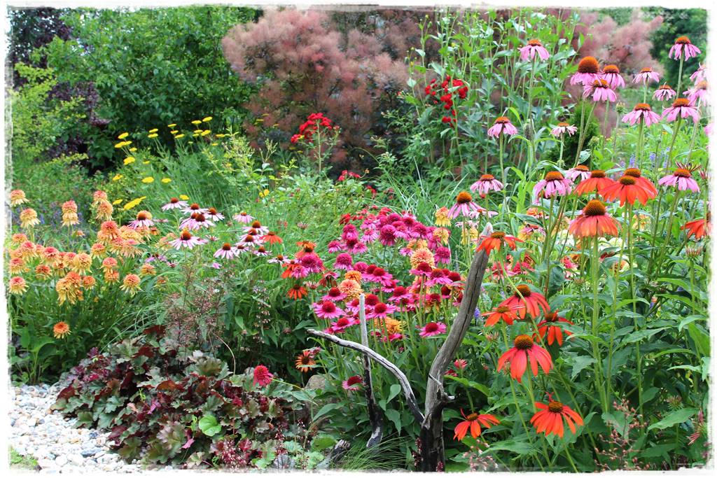 rośliny łatwe w uprawie 2 rośliny łatwe w uprawie 2