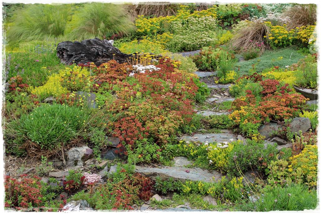 rośliny łatwe w uprawie 2b rośliny łatwe w uprawie 2b