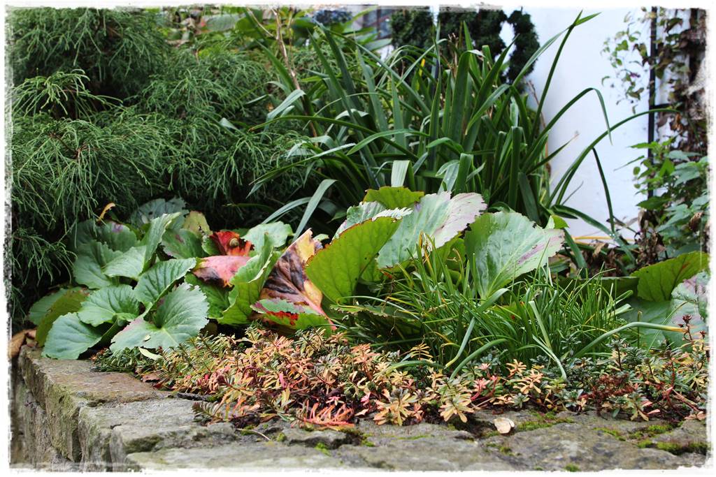 rośliny łatwe w uprawie 2d rośliny łatwe w uprawie 2d