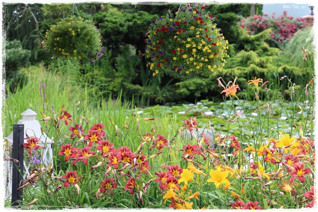 rośliny łatwe w uprawie 2f rośliny łatwe w uprawie 2f