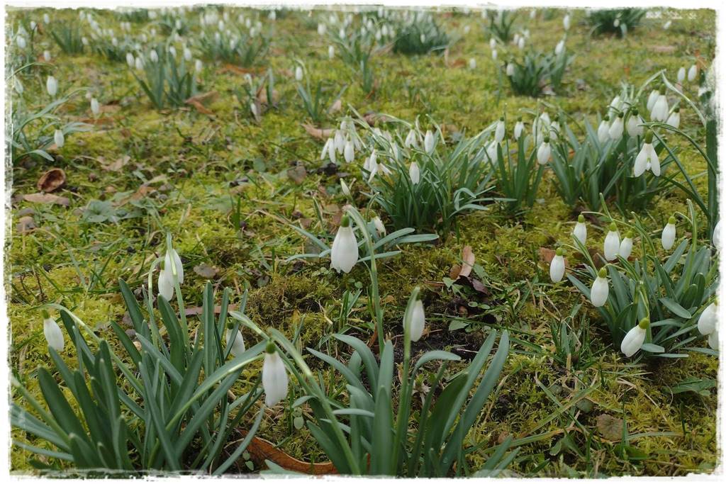 rośliny łatwe w uprawie 3 rośliny łatwe w uprawie 3