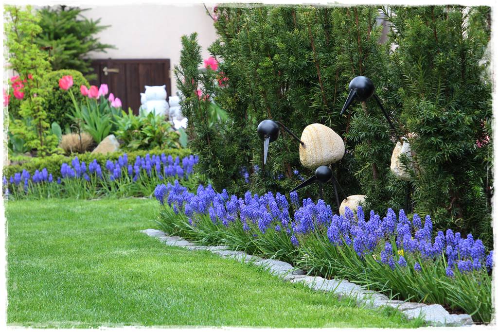 rośliny łatwe w uprawie 3b rośliny łatwe w uprawie 3b