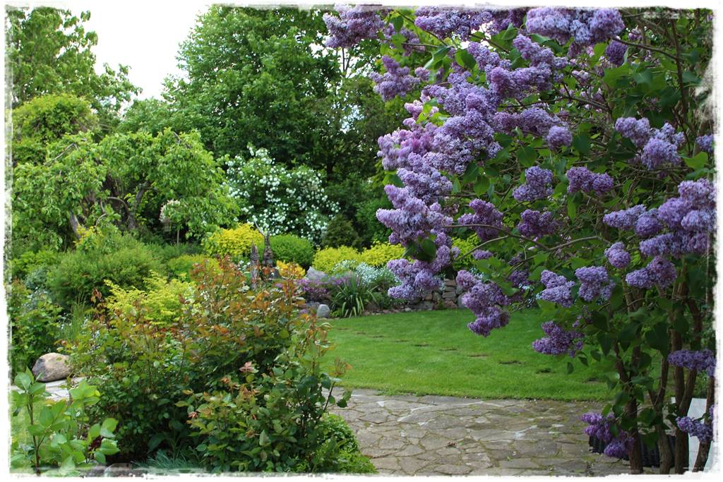 rośliny łatwe w uprawie 5a rośliny łatwe w uprawie 5a