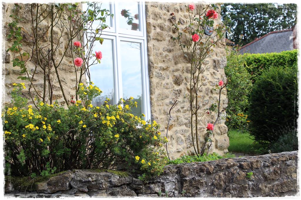 rośliny łatwe w uprawie 5c