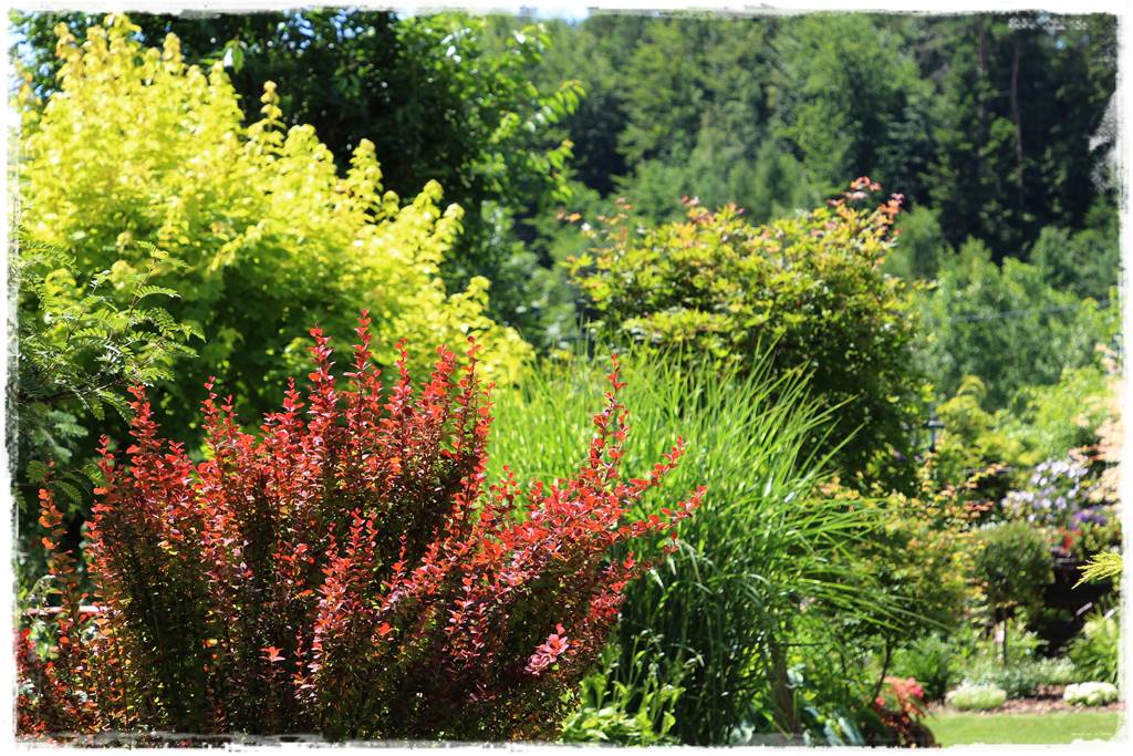 rośliny łatwe w uprawie 5d