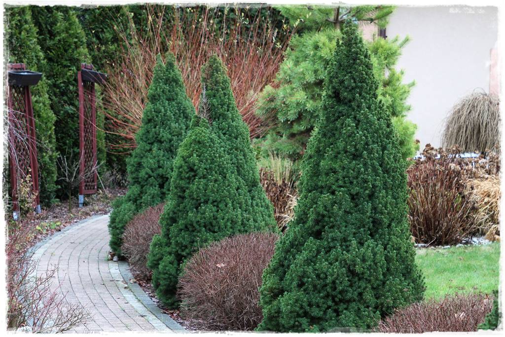 rośliny łatwe w uprawie 6b rośliny łatwe w uprawie 6b