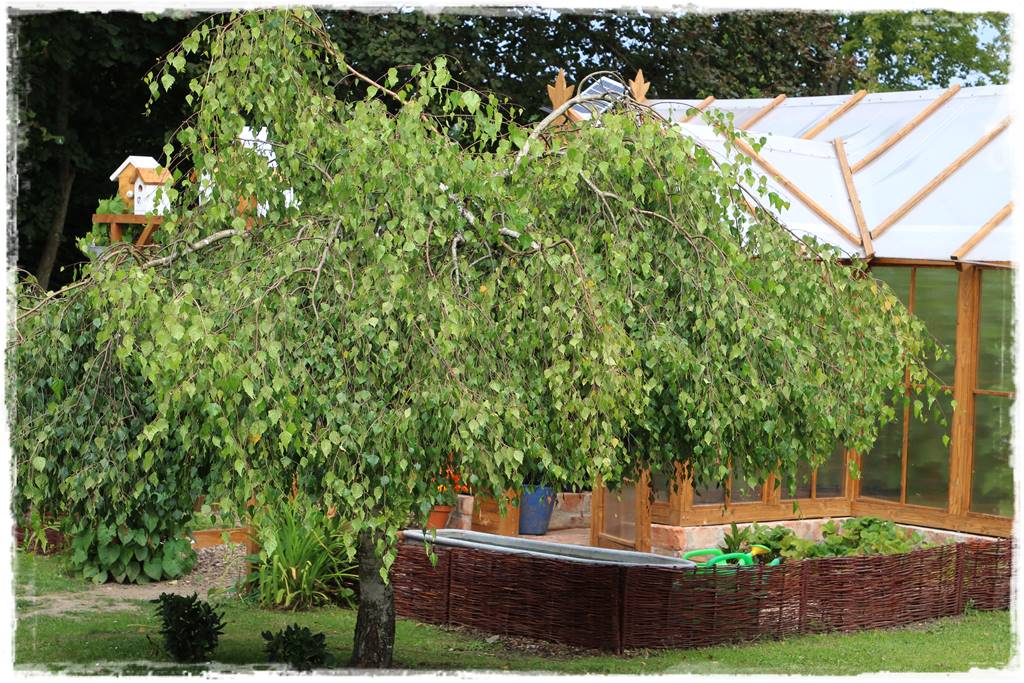 rośliny łatwe w uprawie 7c