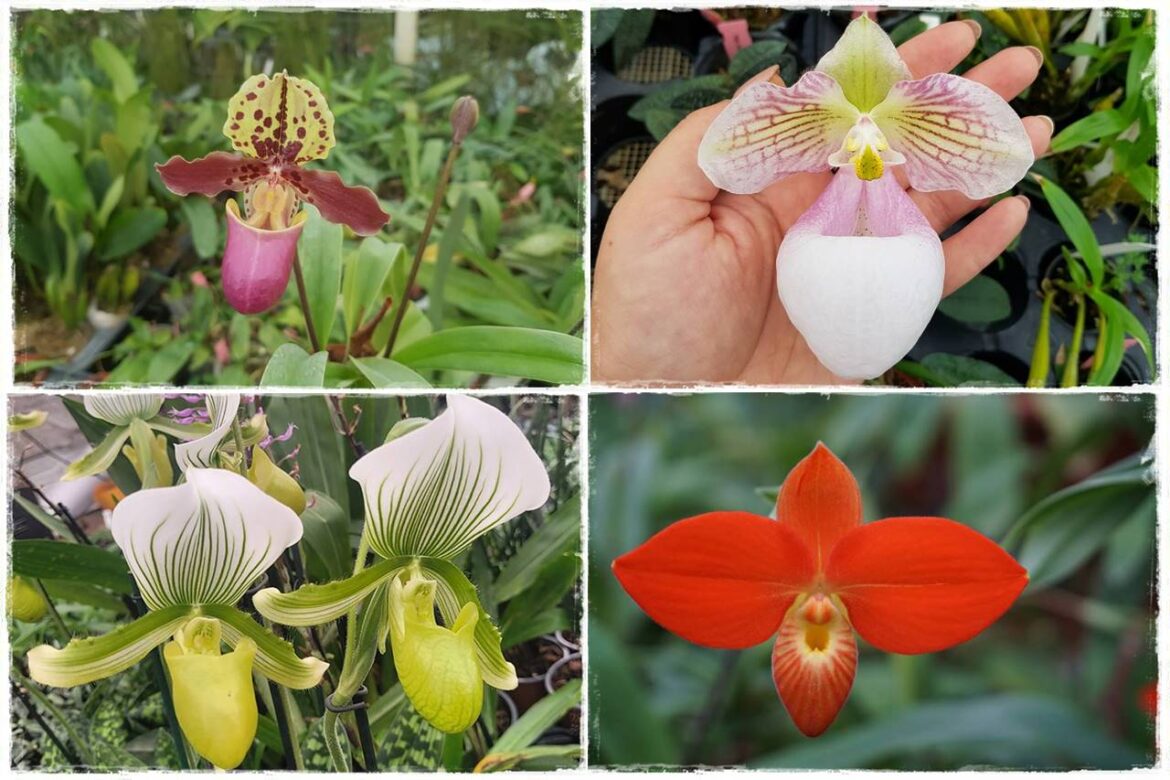 storczyk Paphiopedilum 0